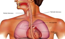 Gırtlak Borusu Özellikleri ve Faydaları Nelerdir?