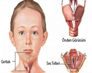 Gırtlak Görevi Nedir?
