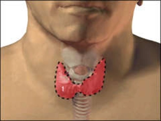 Gırtlak Kemiği Özellikleri ve Faydaları Nelerdir?