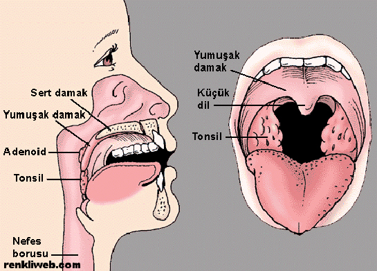 Gırtlak Ağrısı Belirtileri ve Tedavisi